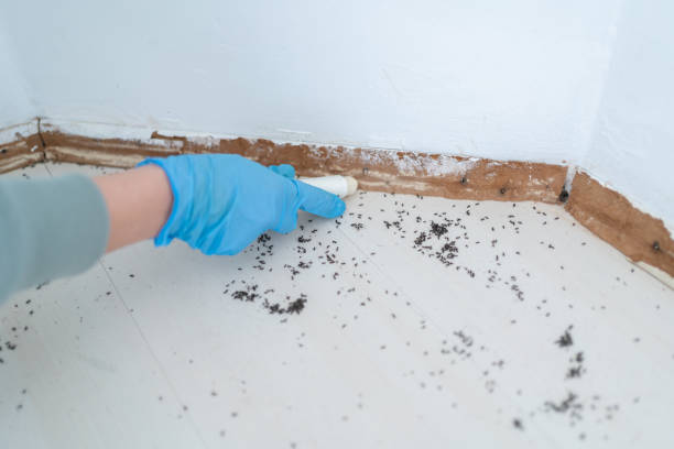 Best Flea Control Services  in Sand Hill, PA